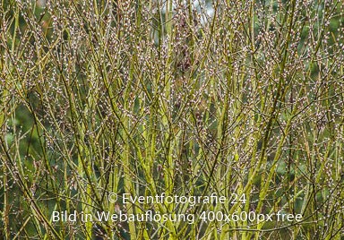 160214_113858_EF3_0964_mod.jpg